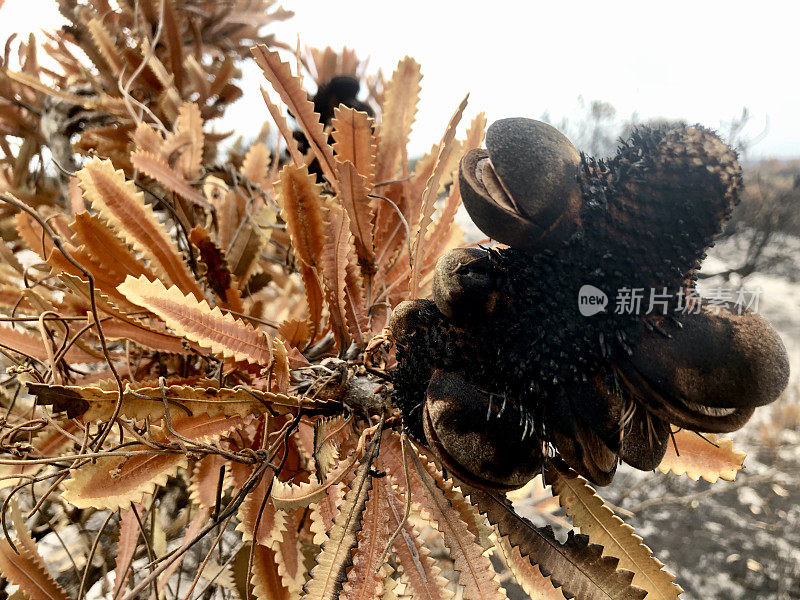 2019年新南威尔士州森林火灾后的Banksia Seedpods